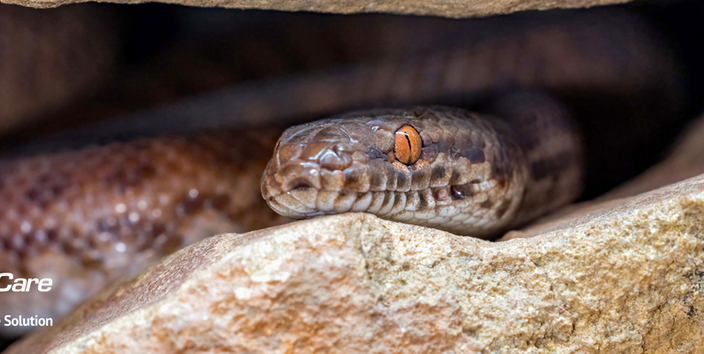 Snake Bites